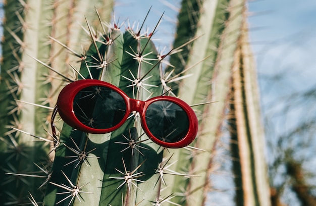 Foto cactus in occhiali da sole su uno sfondo chiaro