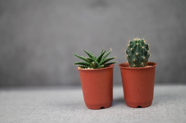 Cactus on table in room