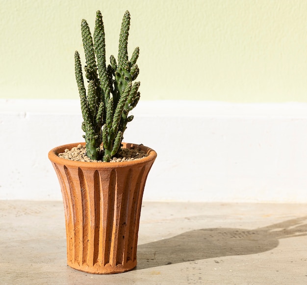 Cactus in terracotta pot on cement table background.