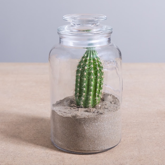 Cactus terrarium the glass jar