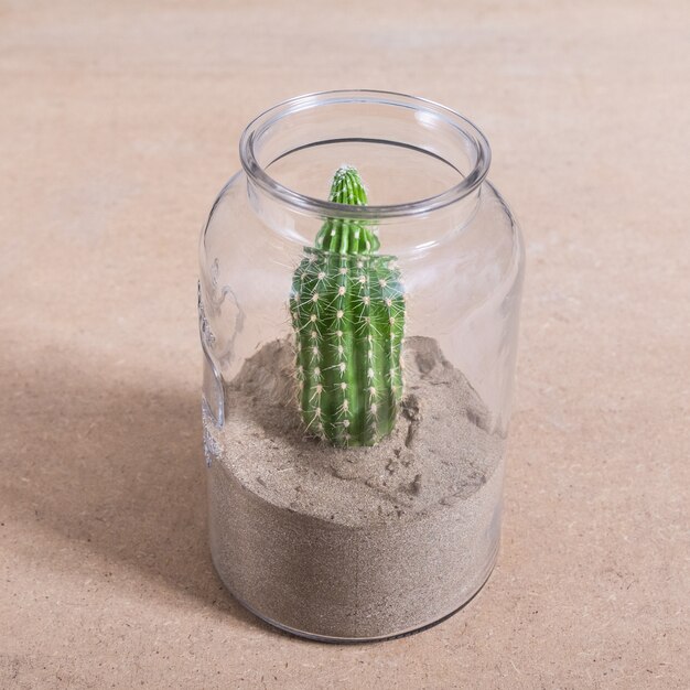 Terrario di cactus il barattolo di vetro
