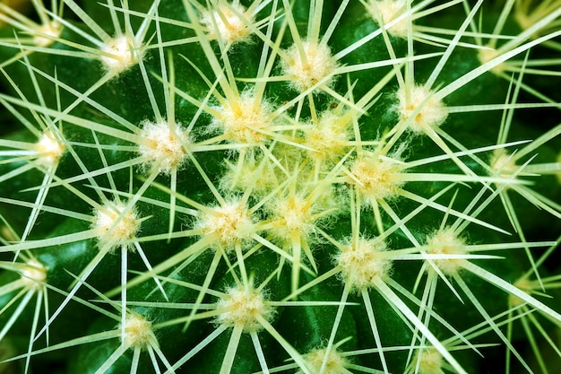 Cactus texture background closeup image