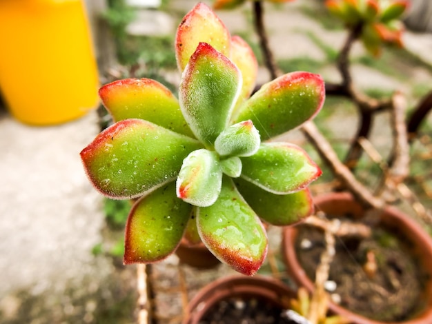 Cactus Texture Background