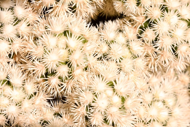 Cactus Texture Background