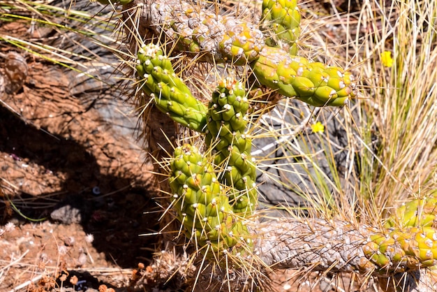 Cactus Texture Background