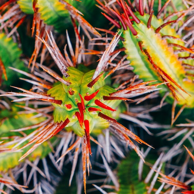 Cactus texture closeup. Cactus lover fashion concept