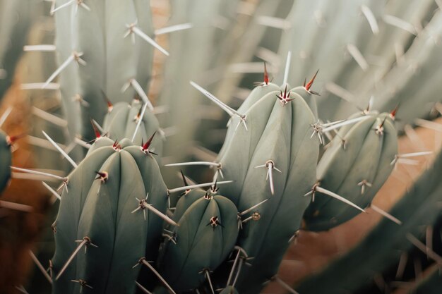 Cactus texture closeup  Garambullo