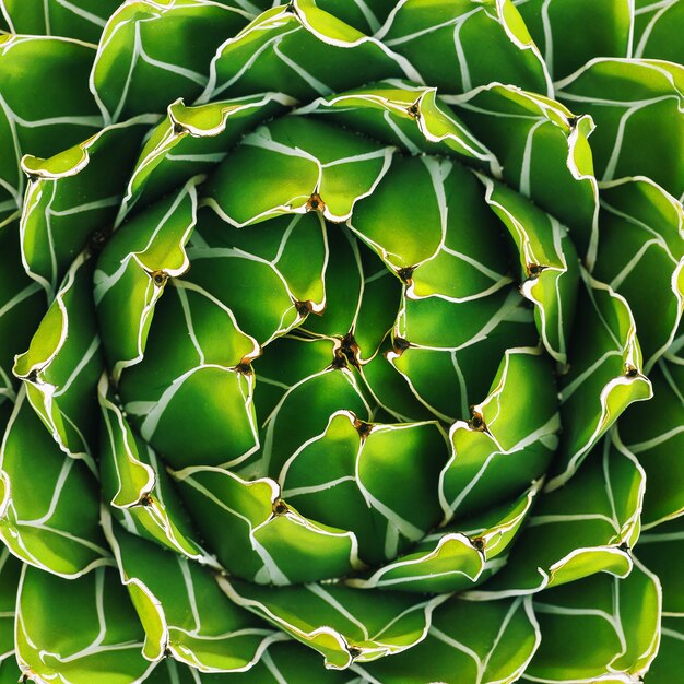 Cactus texture closeup. Green creative colours design.