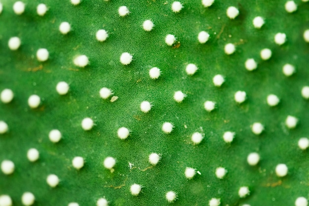 Primo piano di struttura del cactus