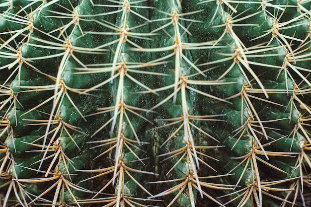 cactus thorn close up