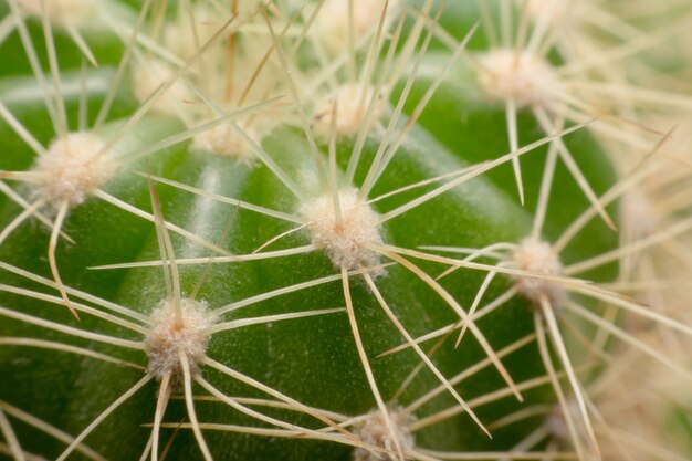 Cactus thorns. Macro cactus thorns. Close up