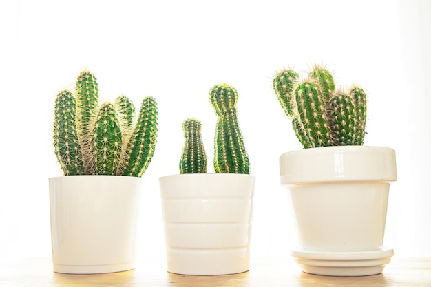 cactus thorny plant succulents evergreen indoor flower in a flower pot on the table copy space