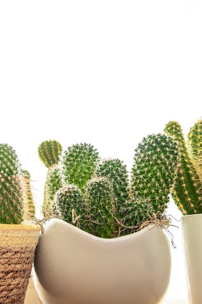 Cactus thorny succulent plant home plant evergreen indoor flower in a flower pot on the table