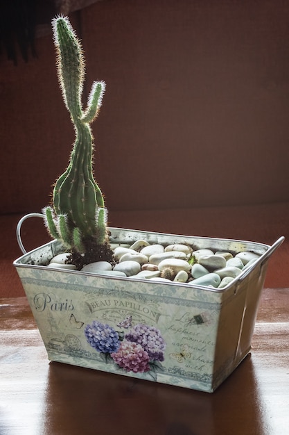 Cactus in tin pot with decorative stones