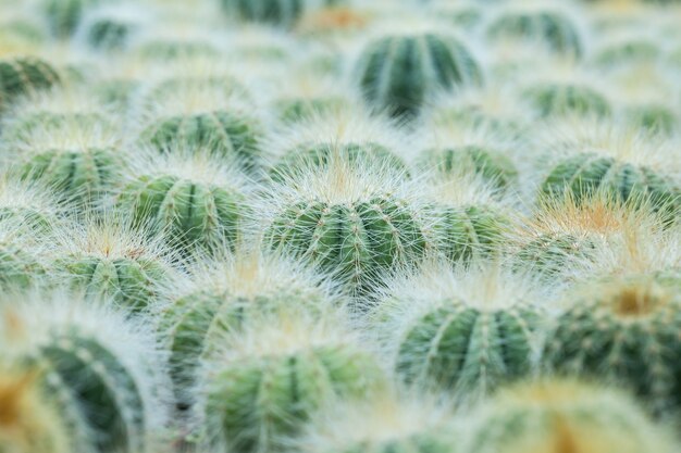 Cactus tray 