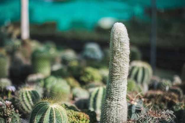 Cactus tree closeup