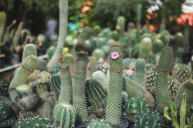 Primo piano dell'albero di cactus