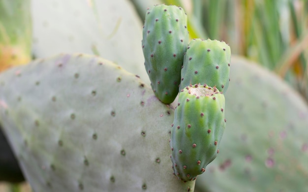 Photo the cactus tree with fruit figo da india