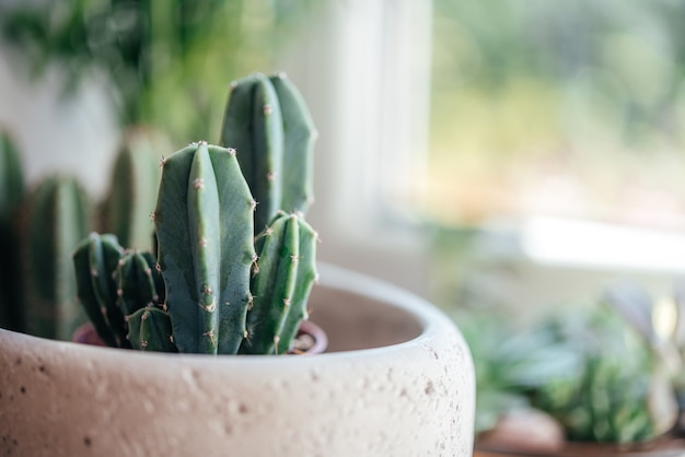 Cactus in trendy cement planter on windowsill