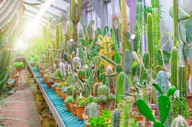 Cactus in the tropical deserts of North America.