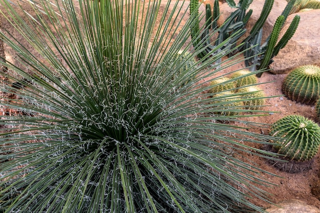 Cactus tuin. Verschillende soorten cactussen