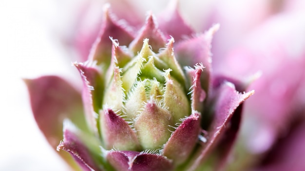 Cactus uit de sappige familie van groenachtige kleur met roze details