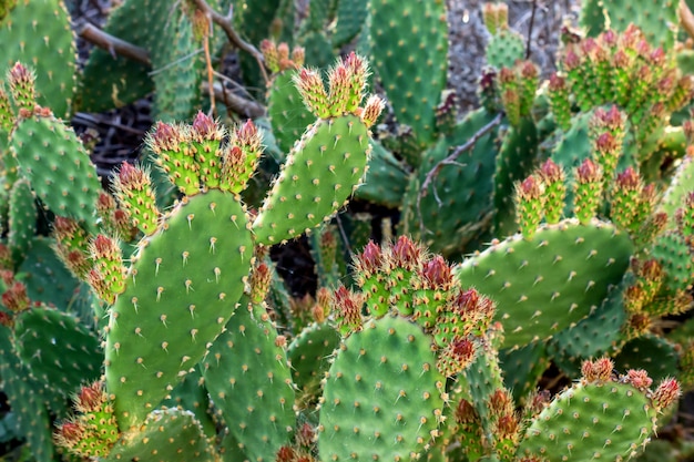 Cactus veld