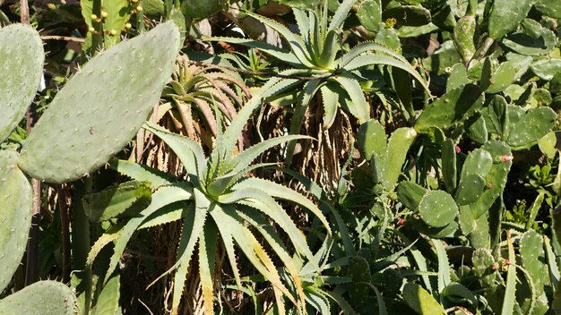 Cactus vetplant californië usa woestijn flora droog klimaat natuurlijk bloem botanisch close-up achtergrond groen sier ongebruikelijk kamerplant tuinieren in amerika groeit met aloë en agave