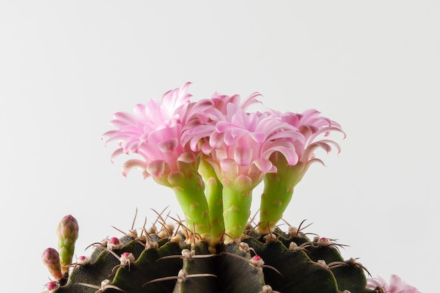 Cactus vetplant op witte achtergrond