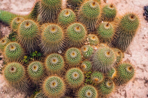 Cactus, vetplanten in de grond in het park