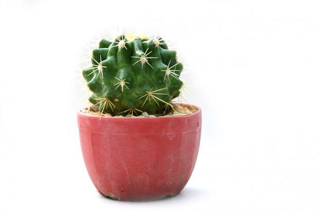 Cactus vintage white background