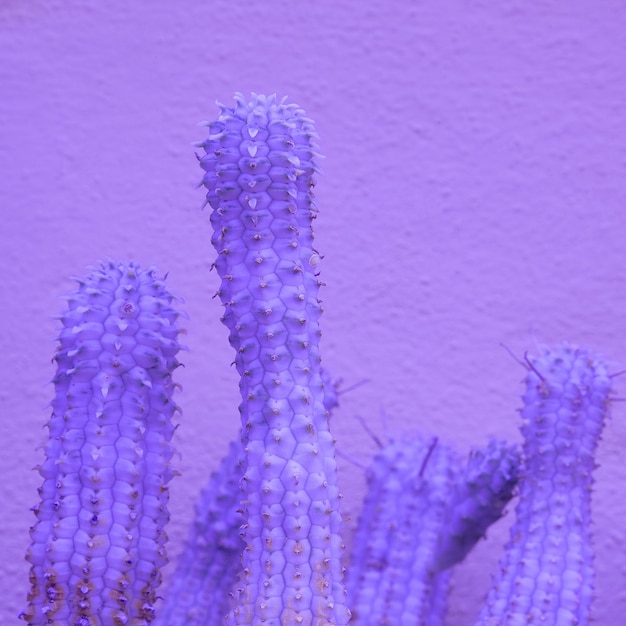 Cactus violet colours design trend. Minimal fashion plant concept