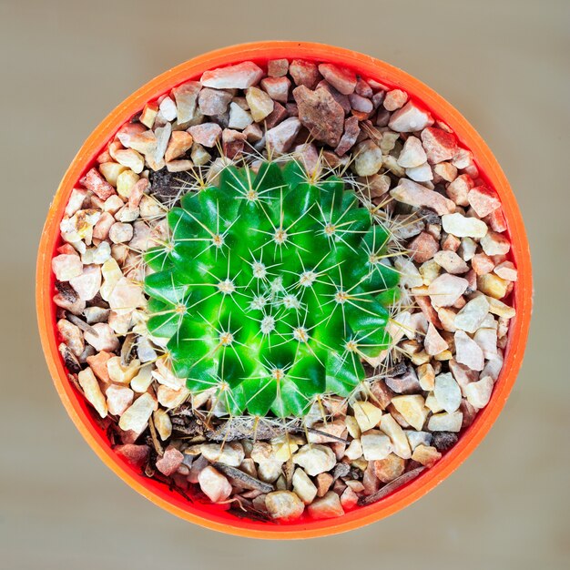 Cactus viwed van boven, in een pot