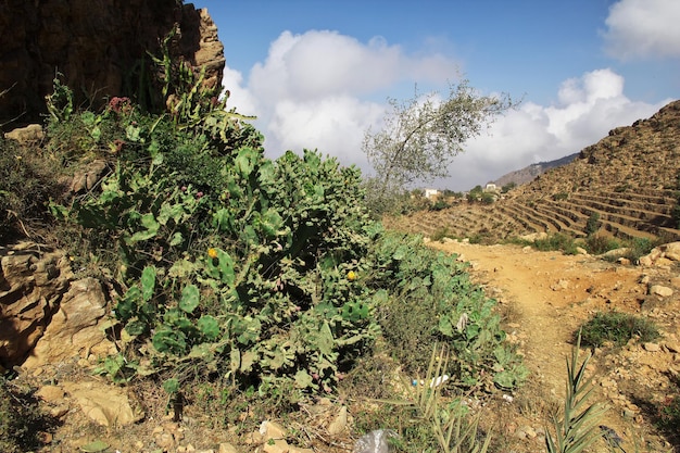 The cactus in Wadi Sara in mountains Yemen