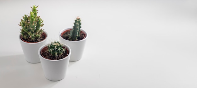 Cactus on a white background copy space Minimal modern lifestyle Urban forest