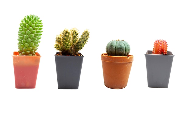 cactus on white background and isolate