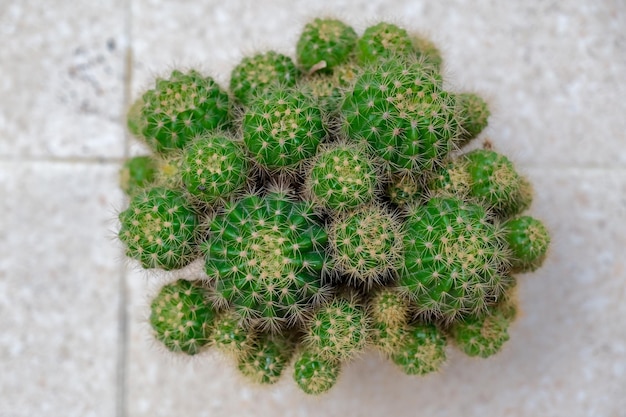 Cactus in a white plant pot