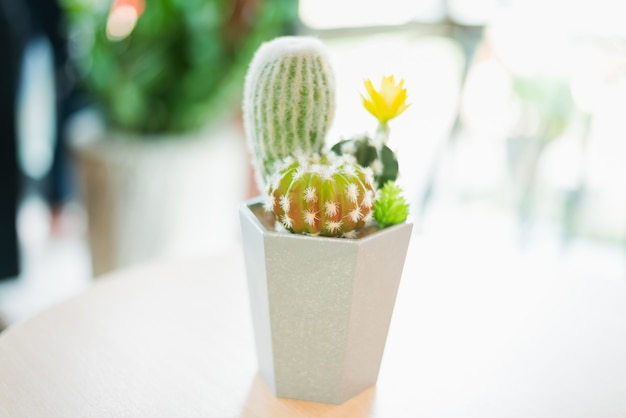 Cactus in a white plastic cup