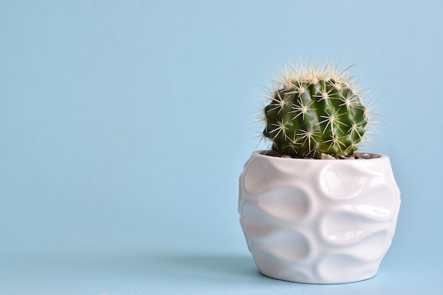 Cactus in a white pot on blue