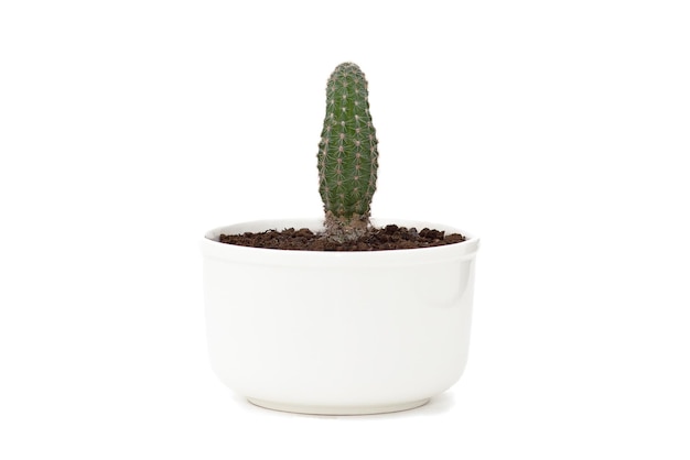 Cactus in white pot isolated