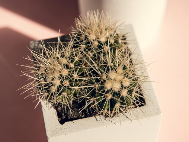 Cactus in white pot at sunlight