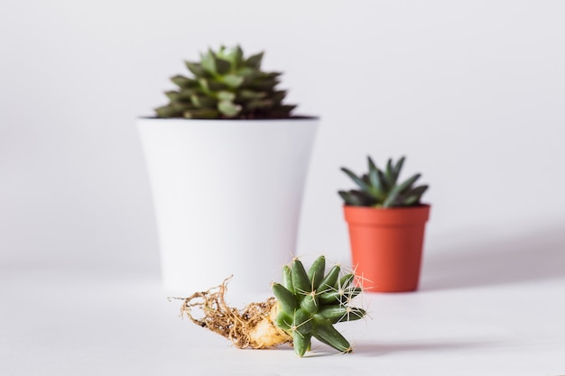 Cactus with bare roots and succulent plant in a brown pot