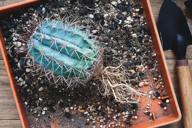 Cactus with bare roots