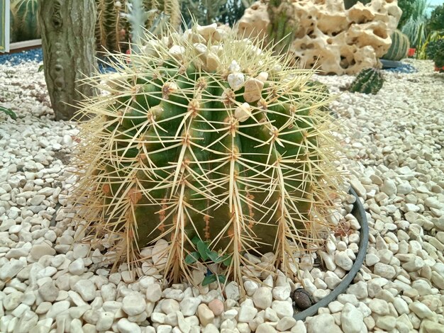 A cactus with a cactus like shape and a cactus stem