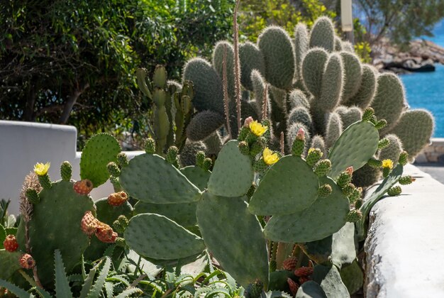 Cactus with colorful flower at greek island cyclades succulent
blooming plant with thorn