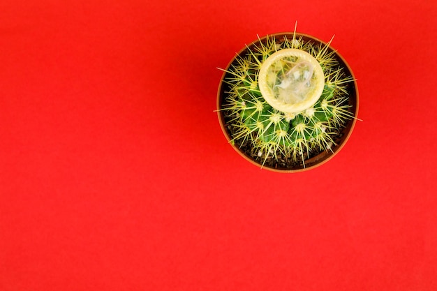 Cactus with a condom on a red background