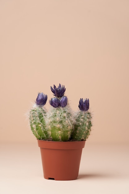 Photo cactus with flower in a brown pot. flowering cactus on pink surface with copy space