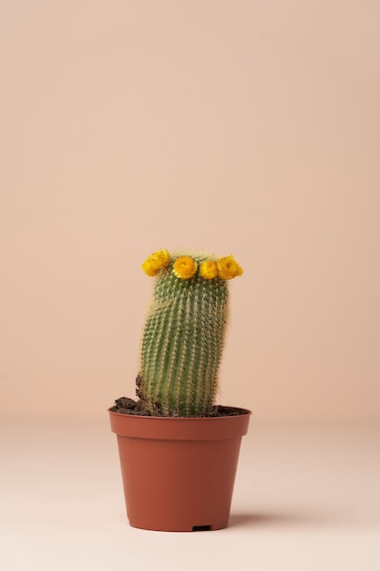 Cactus with flower in a brown pot. Flowering cactus on pink surface with copy space