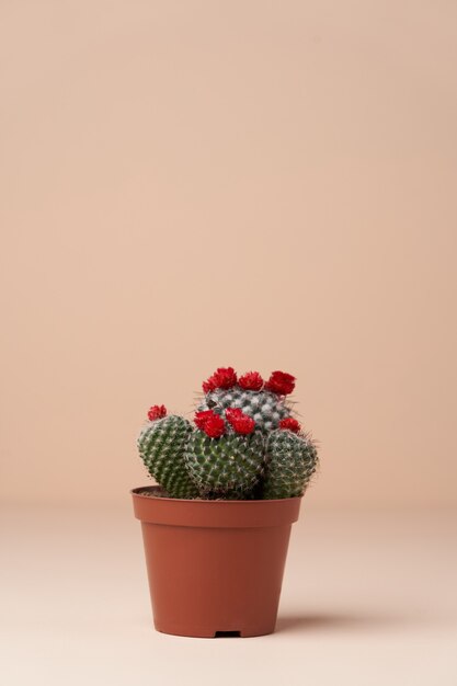 Cactus with flower in a brown pot. Flowering cactus on pink surface with copy space