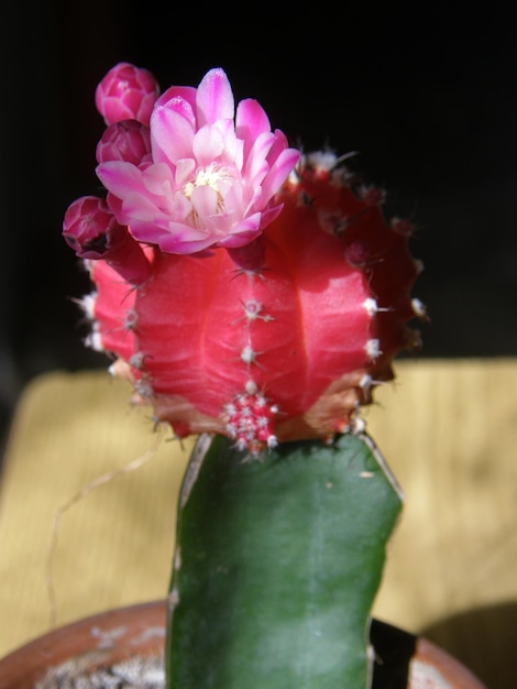 A cactus with a flower on it